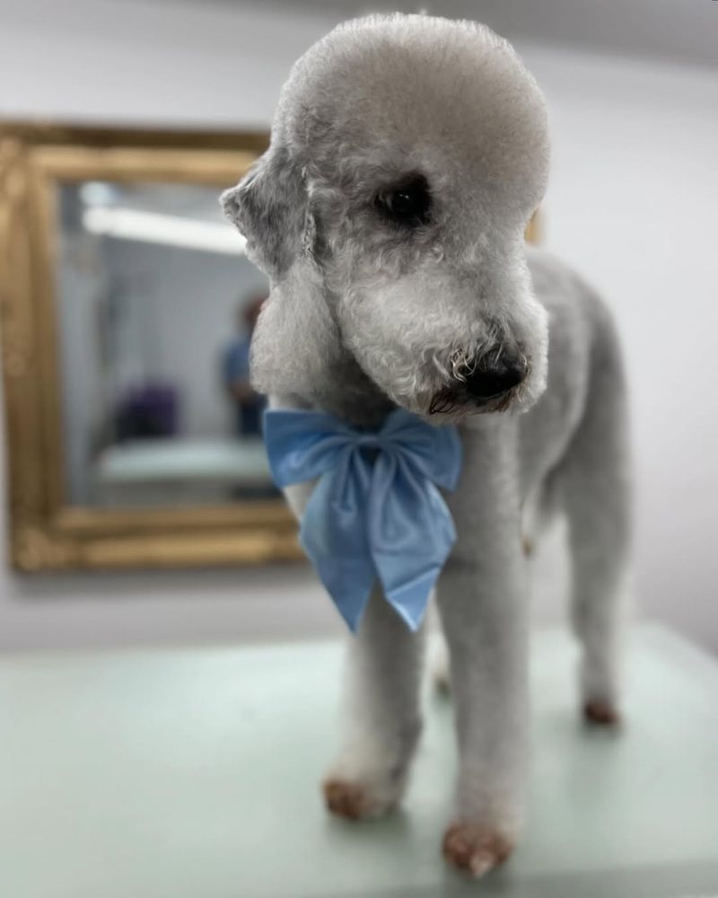 Bedlington Terrier