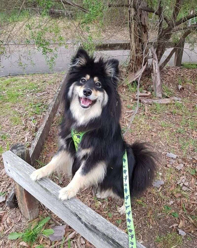 Finnish Lapphund
