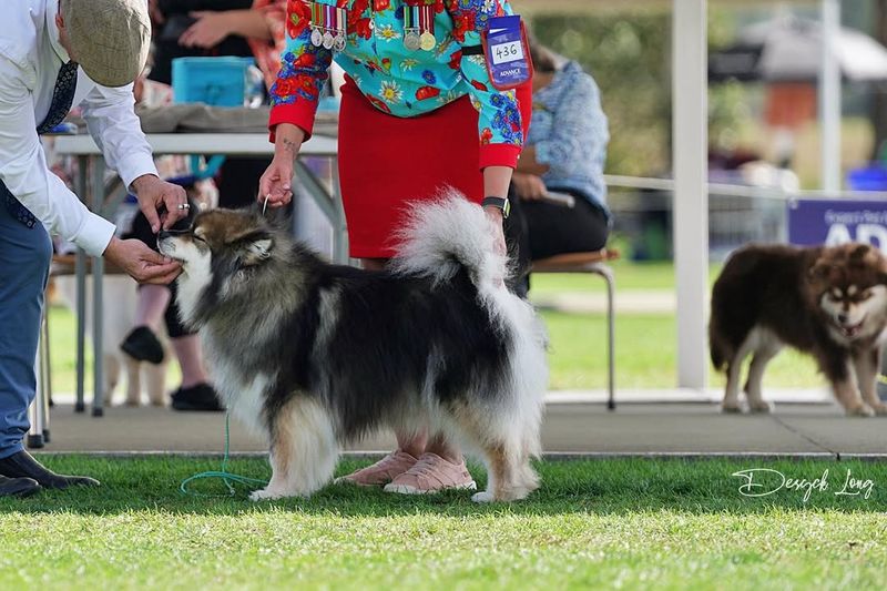 Finnish Lapphund