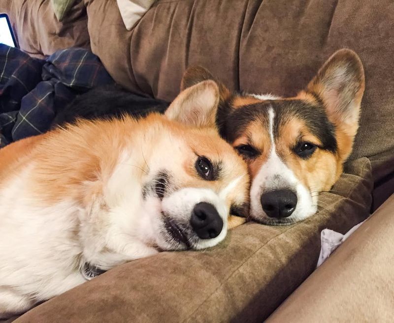 Corgi