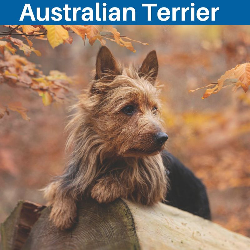 Australian Terrier