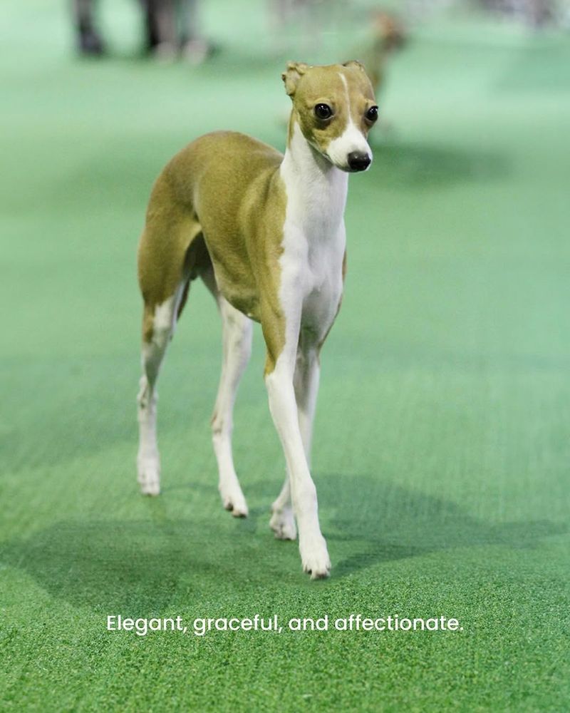 Italian Greyhound