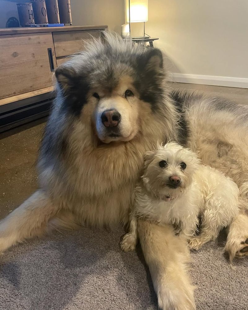 Alaskan Malamute