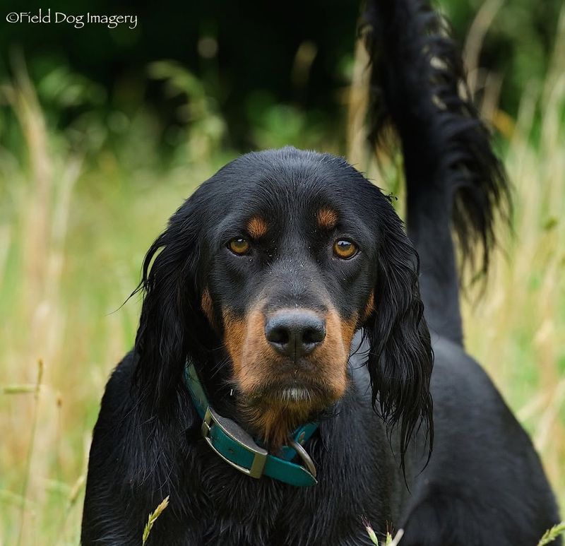 Gordon Setter