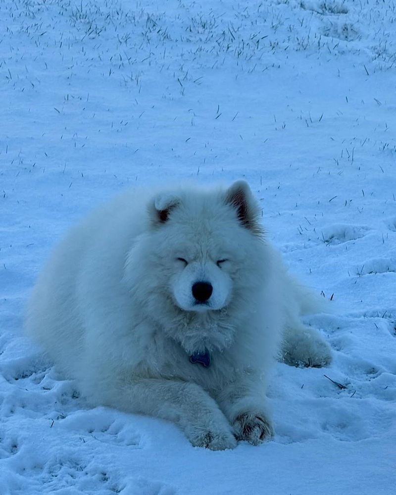 Samoyed