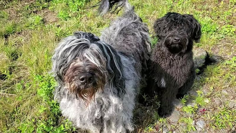 Bergamasco Sheepdog