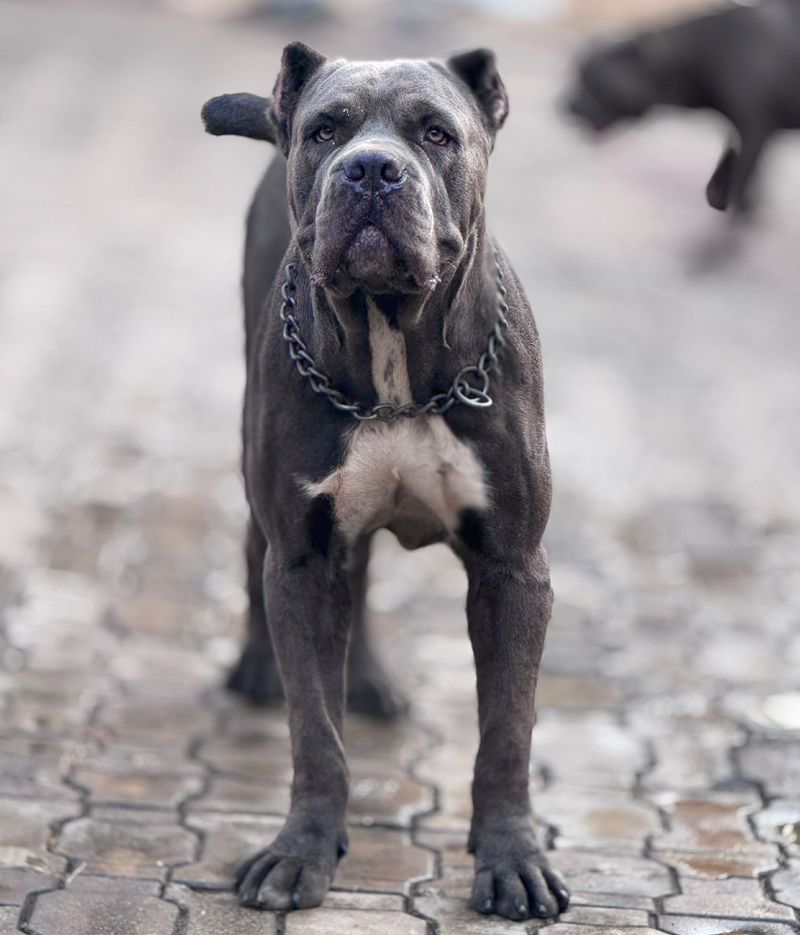 Cane Corso