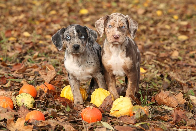 Catahoula Leopard Dog