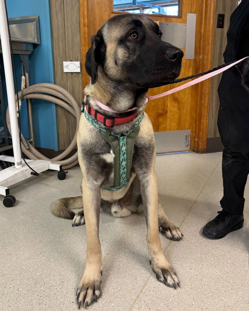 Anatolian Shepherd Dog