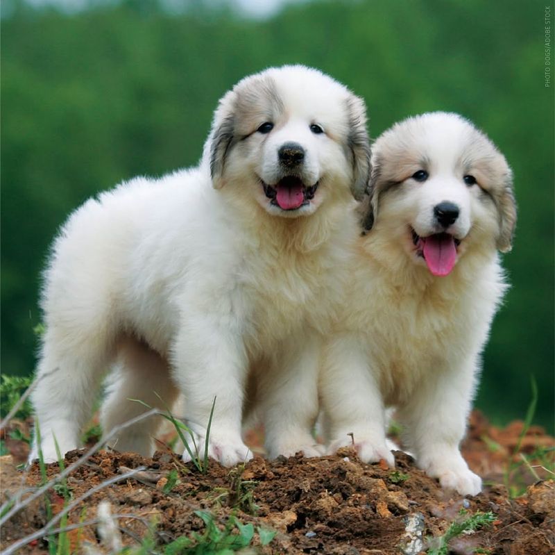 Great Pyrenees