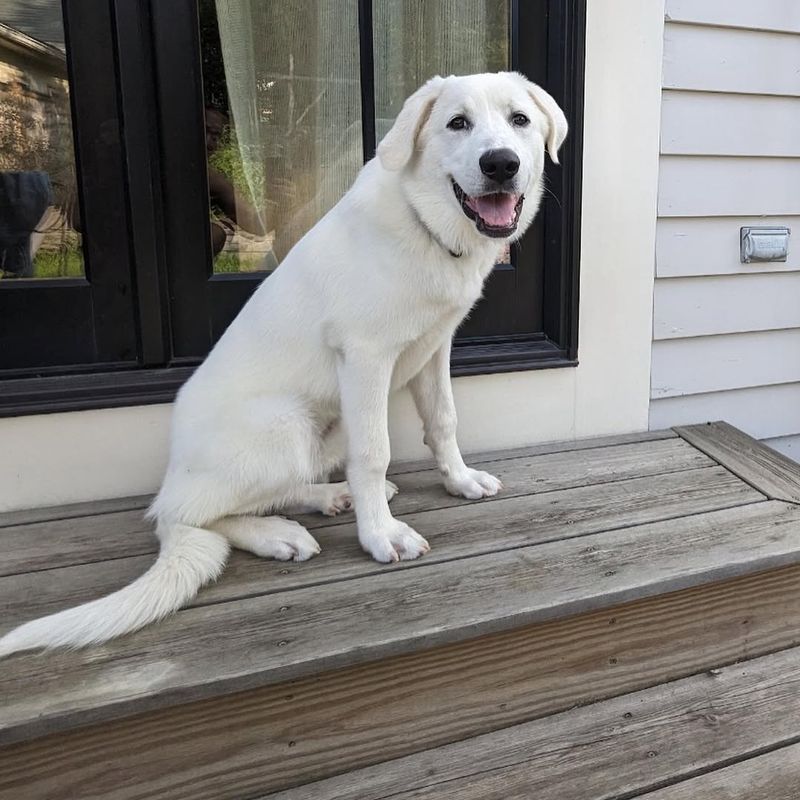 Great Pyrenees