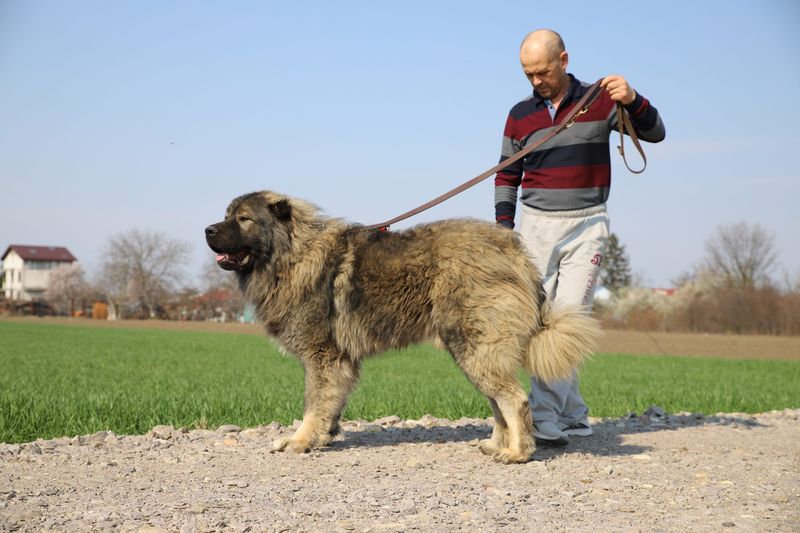 Caucasian Shepherd