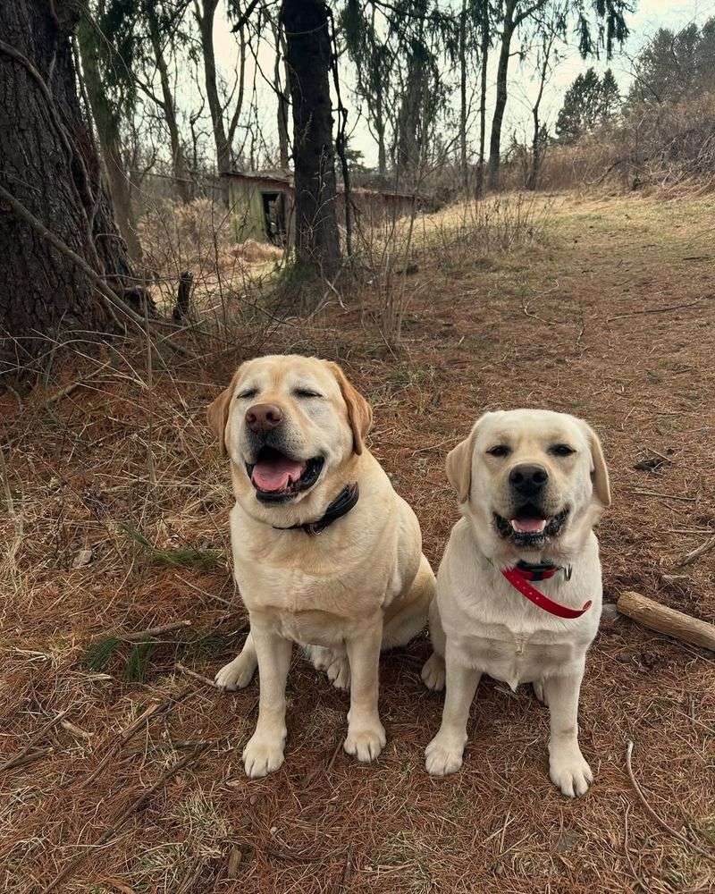 Labrador Retriever