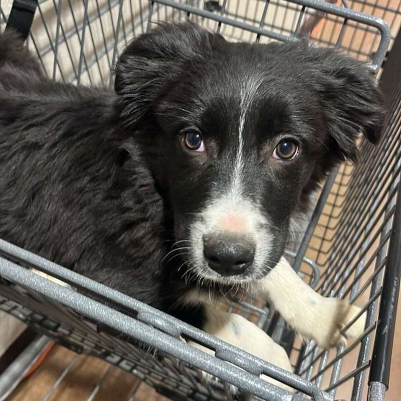 Border Collie