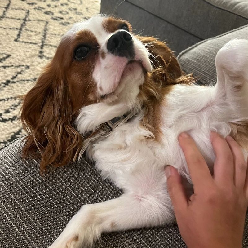 Cavalier King Charles Spaniel