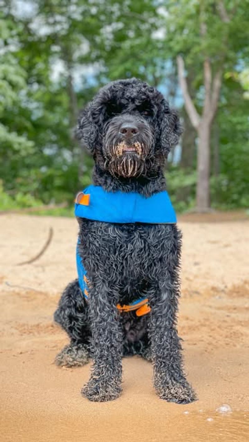 Portuguese Water Dog