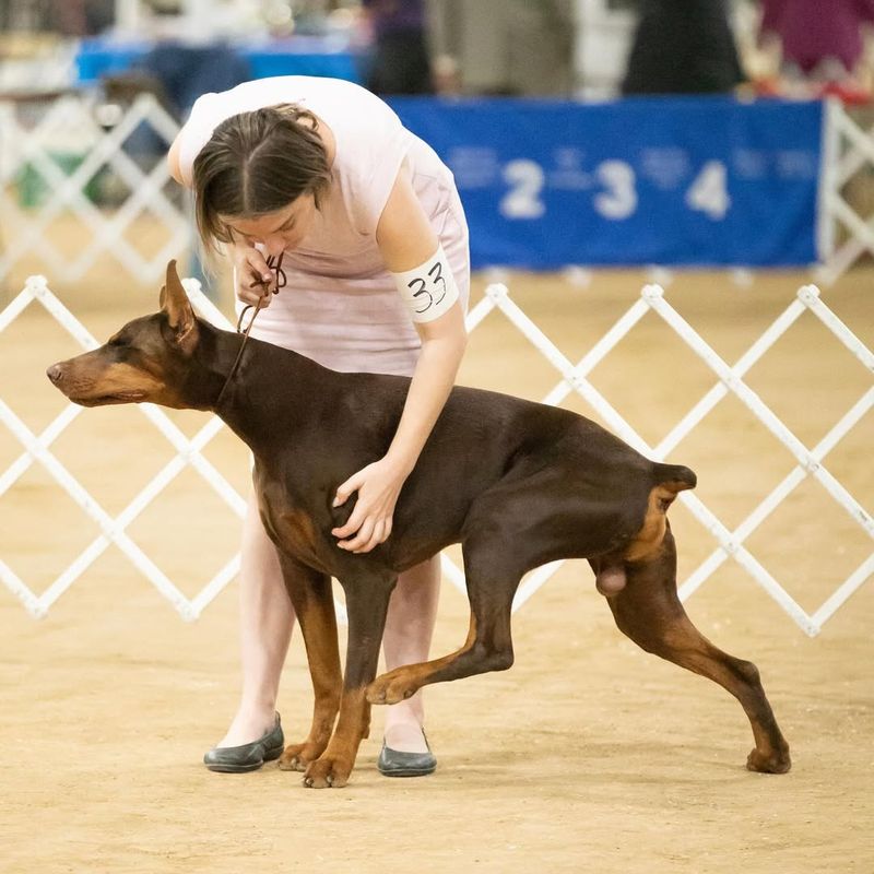 Doberman Pinscher