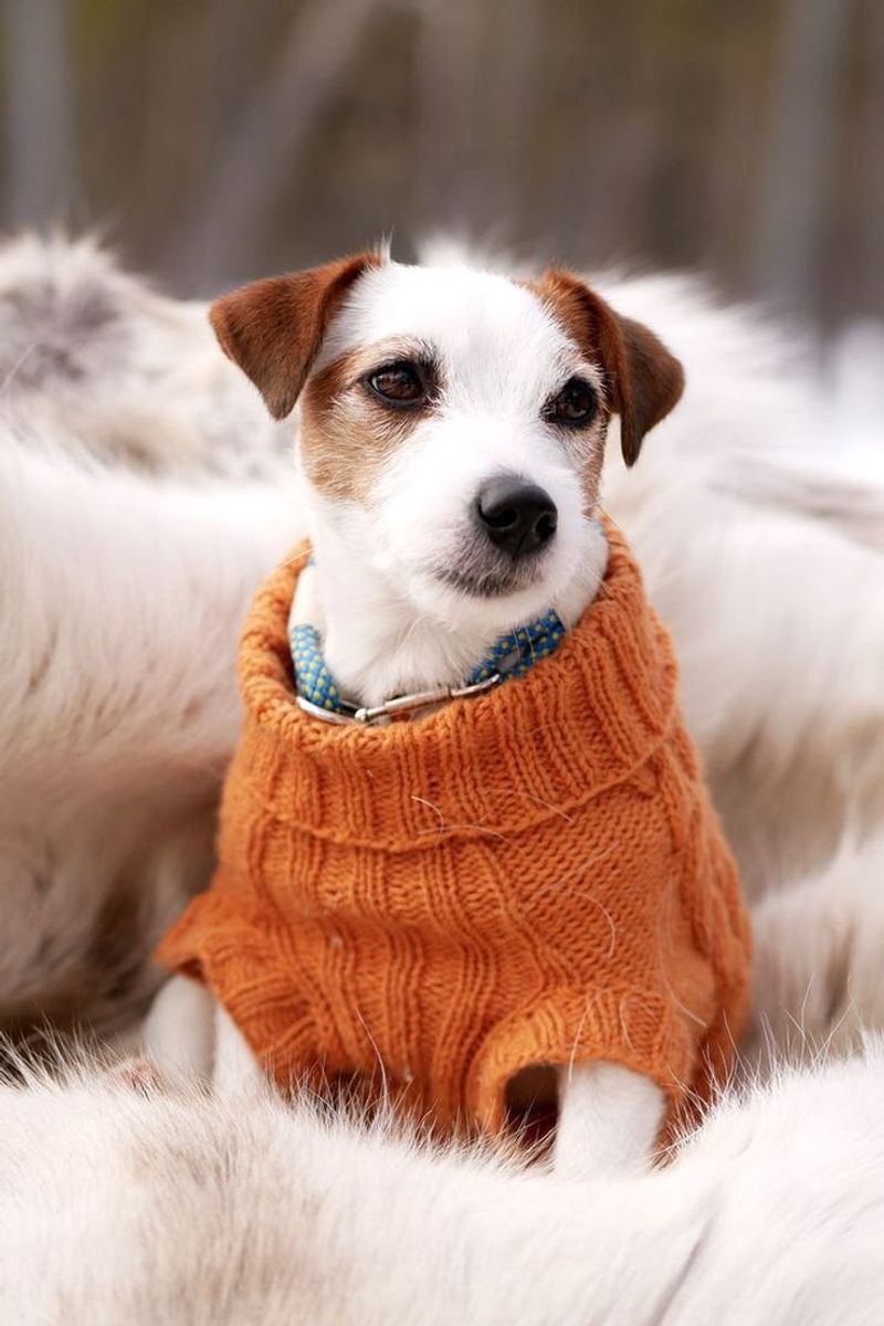 Jack Russell Terrier