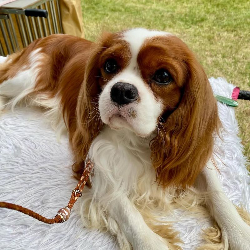 Cavalier King Charles Spaniel