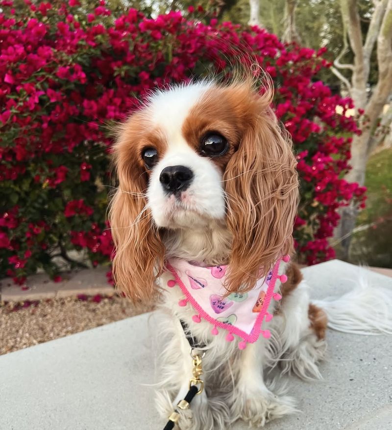 Cavalier King Charles Spaniel