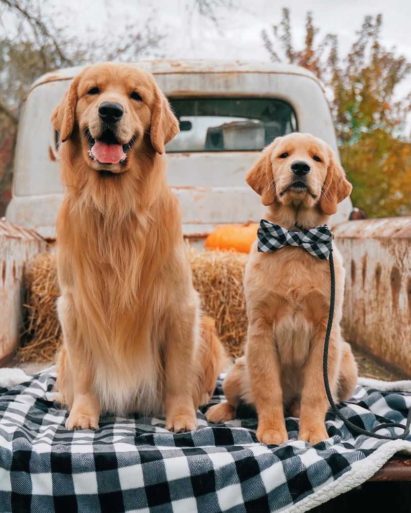 Golden Retriever