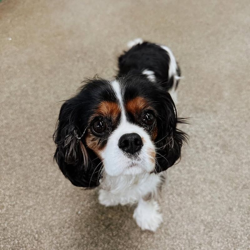 Cavalier King Charles Spaniel