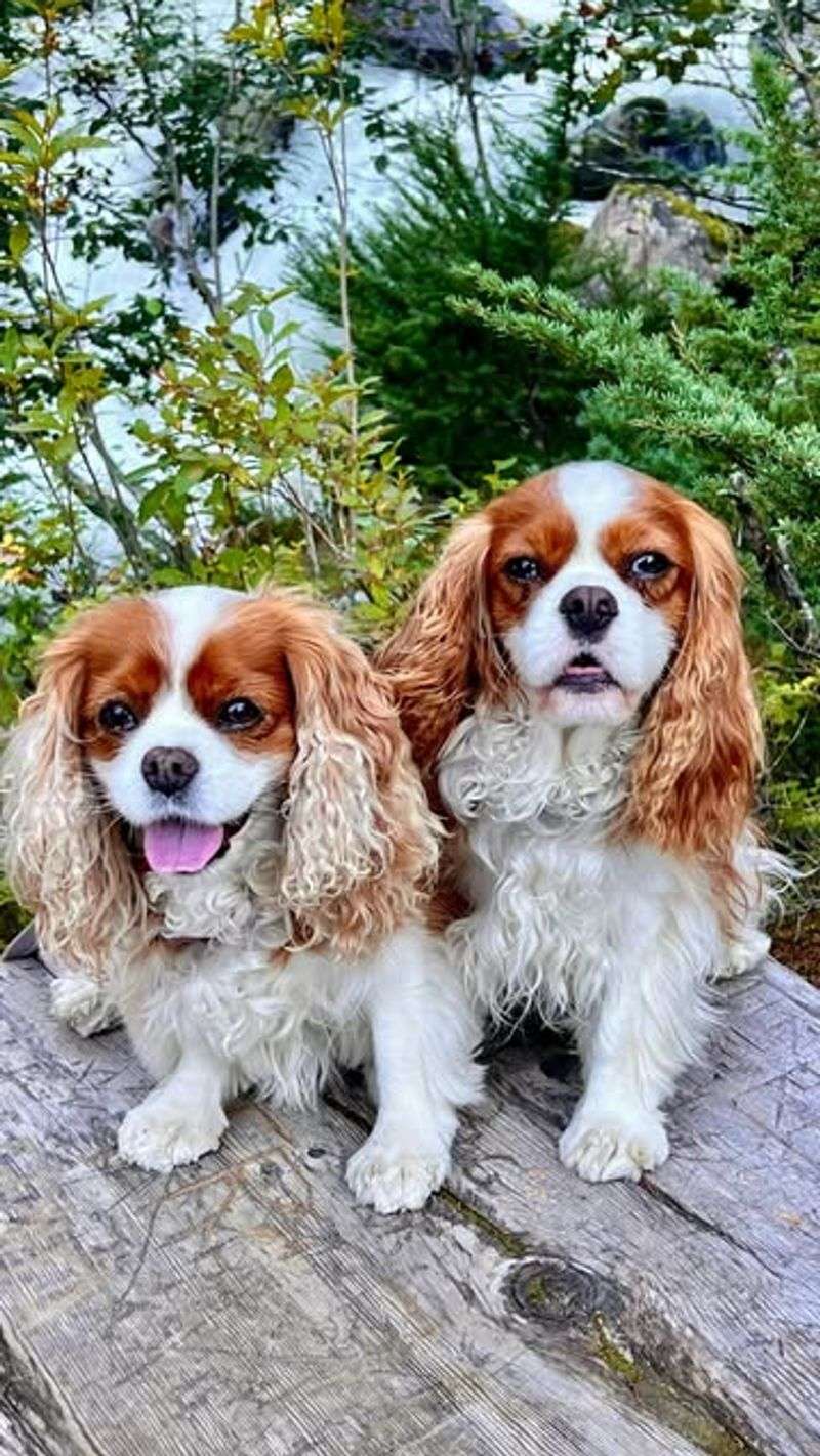 Cavalier King Charles Spaniel