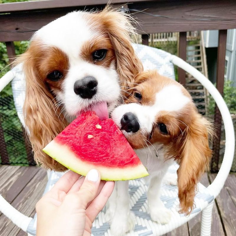 Cavalier King Charles Spaniel