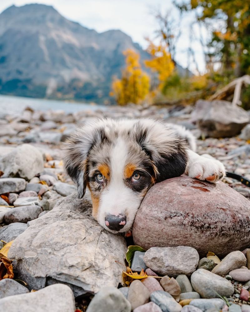 Australian Shepherd