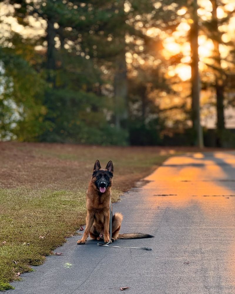 German Shepherd