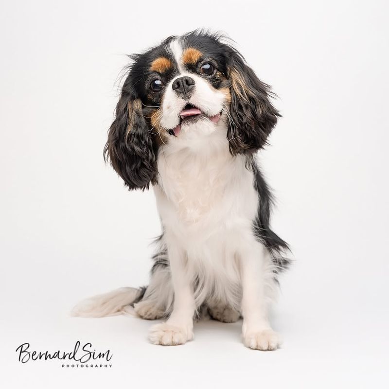 Cavalier King Charles Spaniel