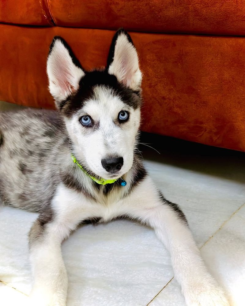 Siberian Husky