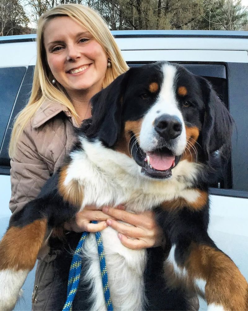 Bernese Mountain Dog