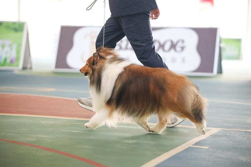 Shetland Sheepdog