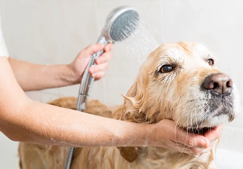 Ignoring Grooming Needs