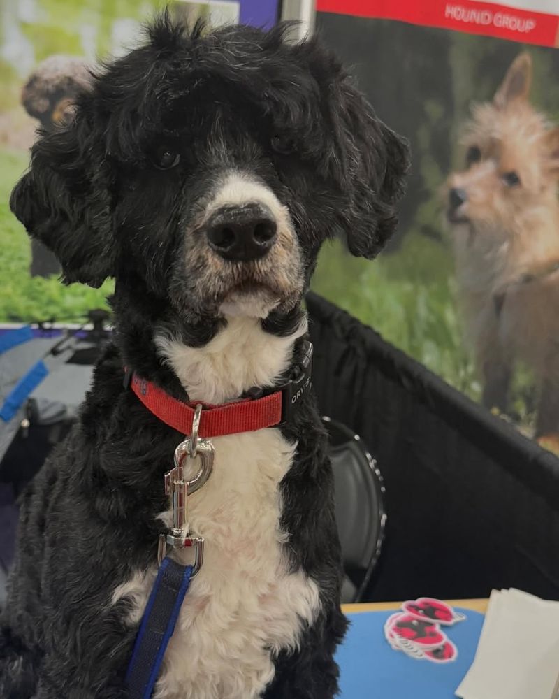 Portuguese Water Dog