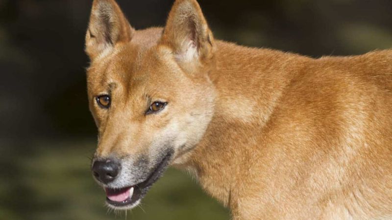 New Guinea Singing Dog
