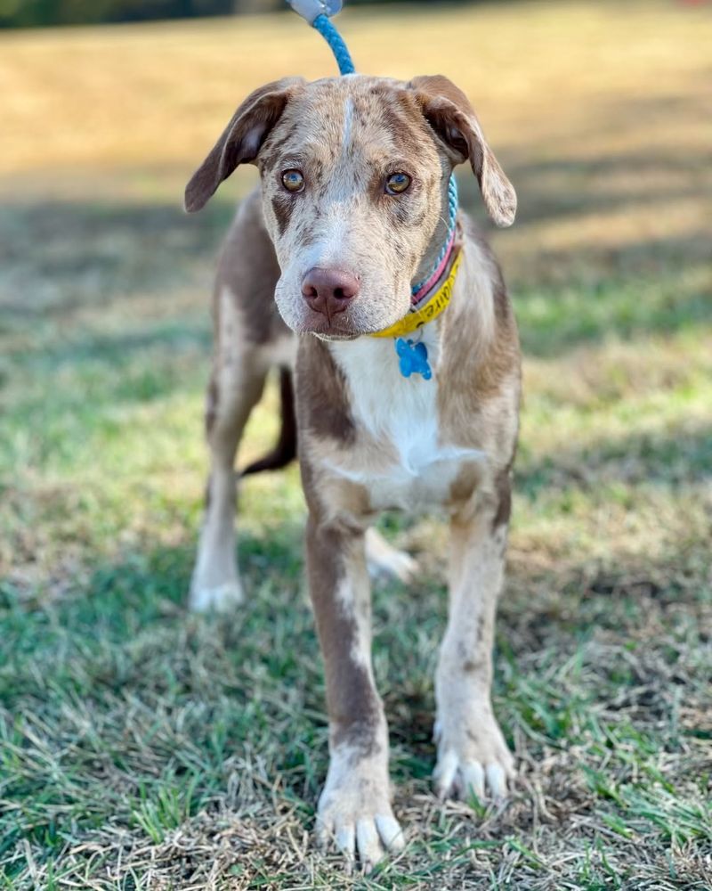 Catahoula Leopard Dog