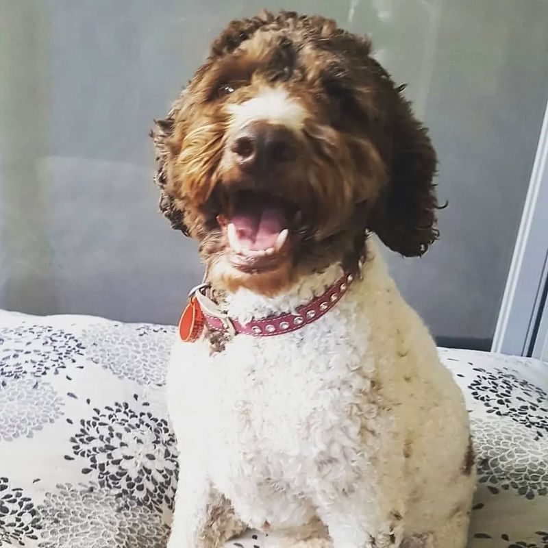 Lagotto Romagnolo