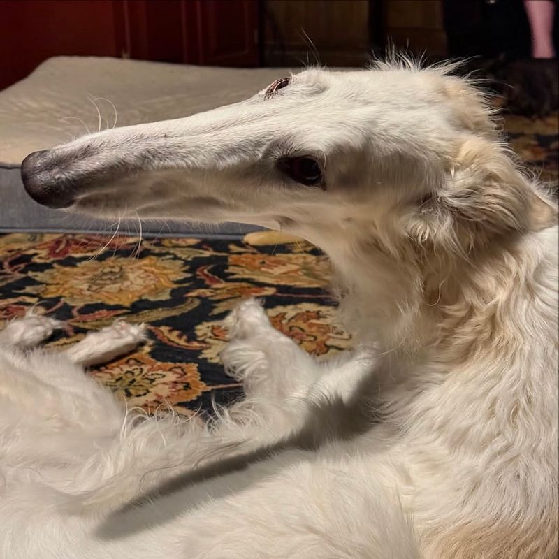 Borzoi