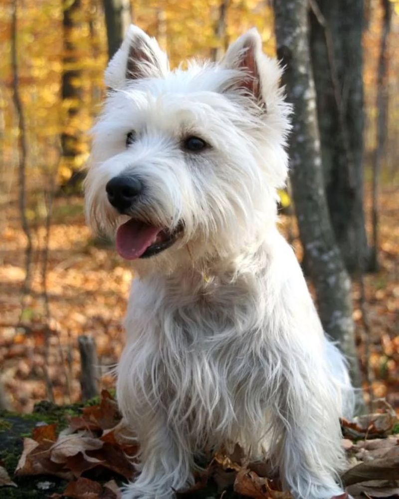 West Highland White Terrier