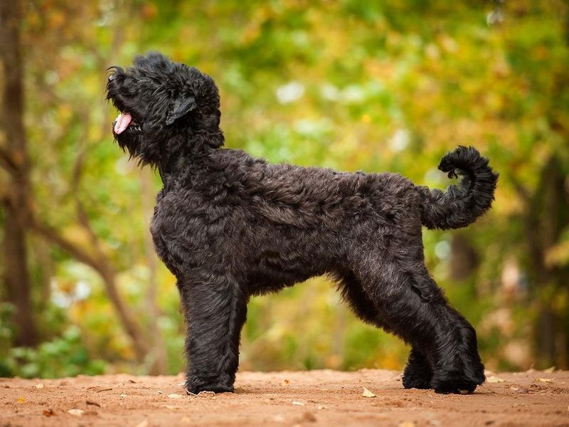 Black Russian Terrier