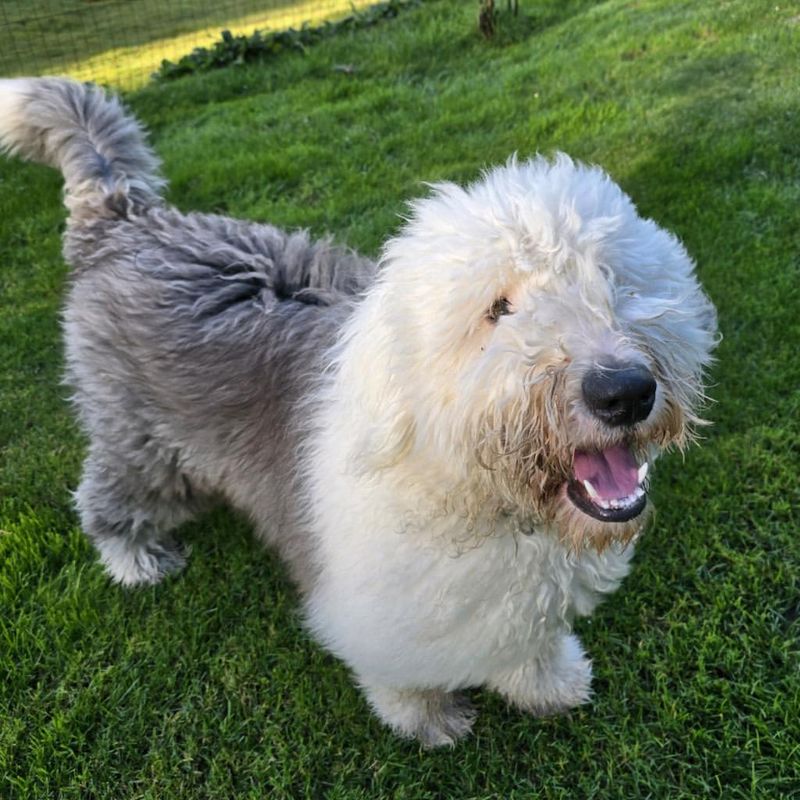 Old English Sheepdog