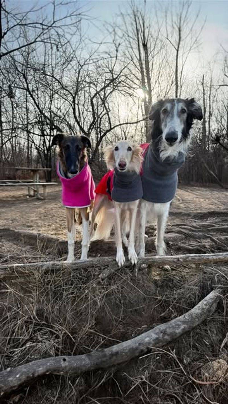 Borzoi