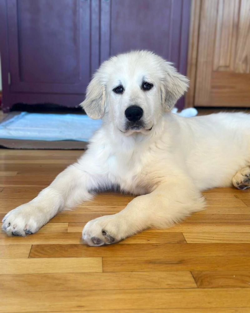 Great Pyrenees