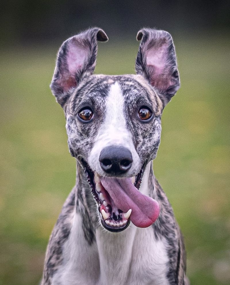 Whippet