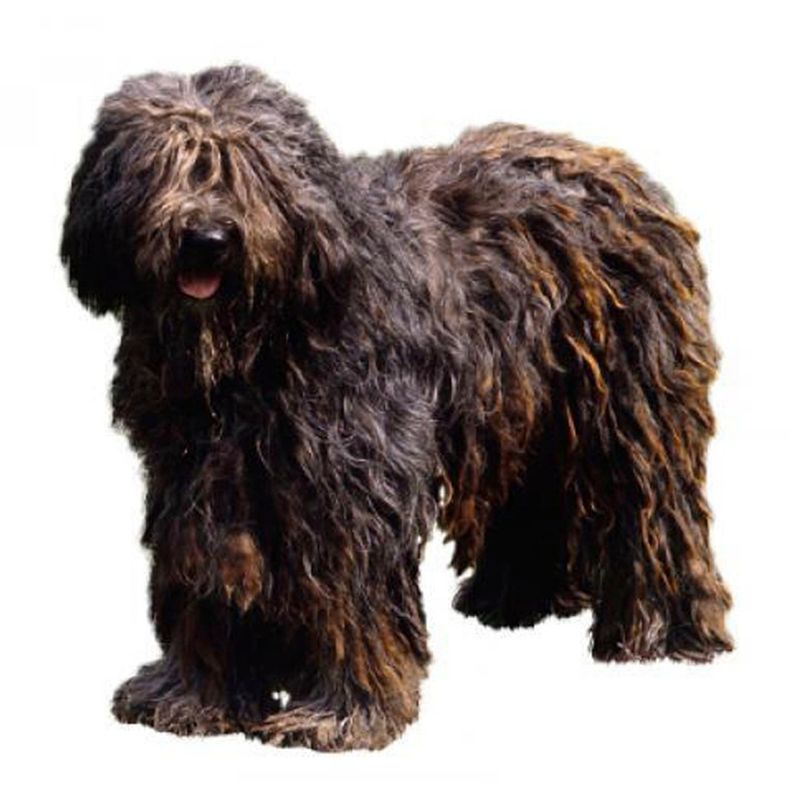 Bergamasco Sheepdog