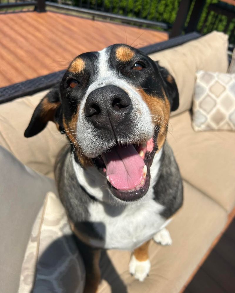 Greater Swiss Mountain Dog