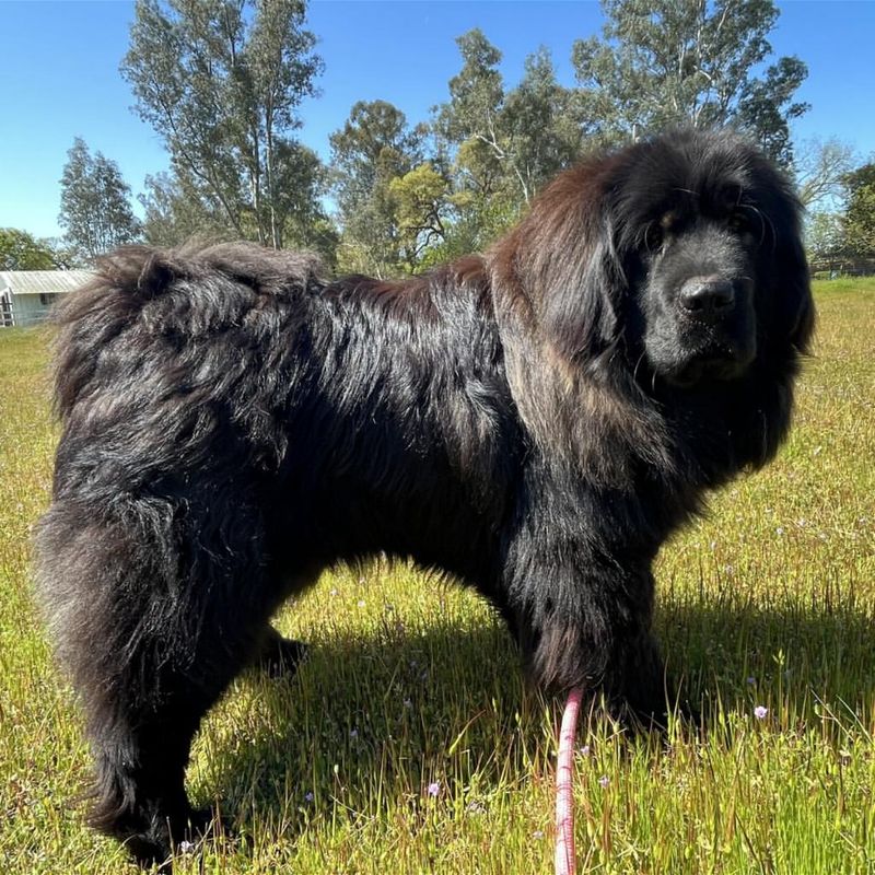 Tibetan Mastiff