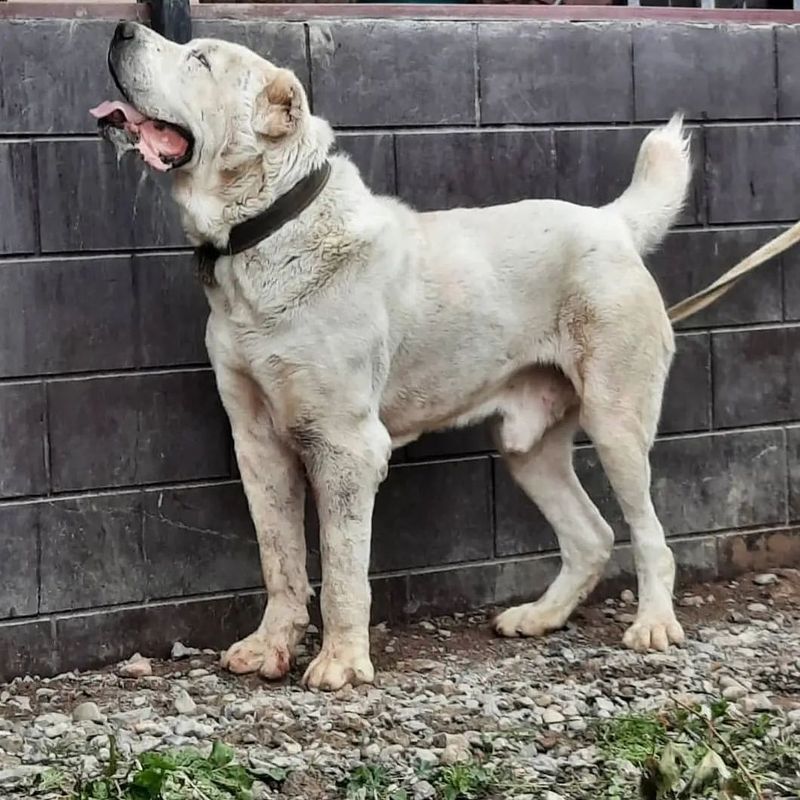 Central Asian Shepherd